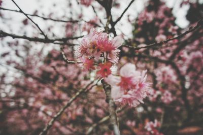 Close-up of pink cherry blossom