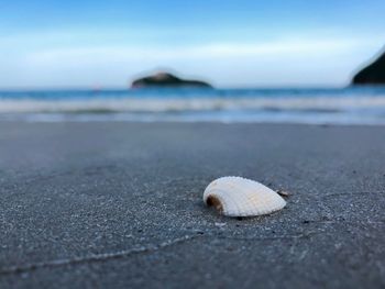 Close-up of shell on beach