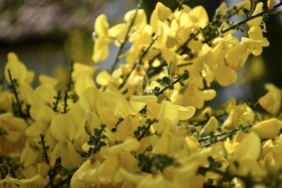 Close-up of yellow flowering plant