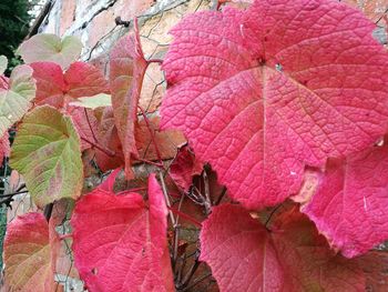 Low angle view of red leaves on branch