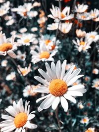 Close-up of white daisy flowers