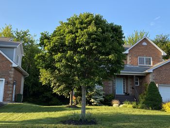 Trees and house against sky