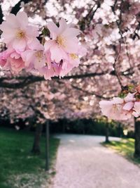 Pink cherry blossoms in park