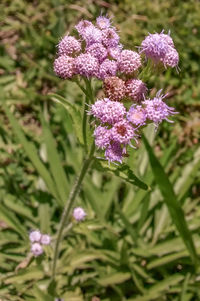 Close-up of flowers