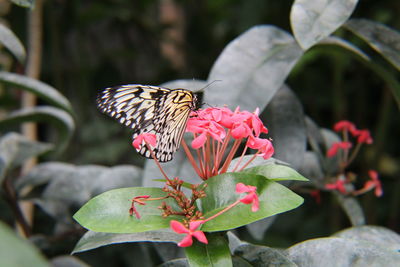 Close-up of butterfly on pink flower