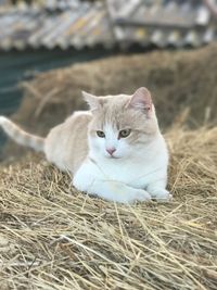 Portrait of cat sitting outdoors