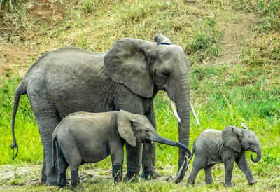 Sheep grazing on grassy field