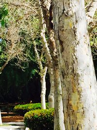 Plants growing on tree trunk