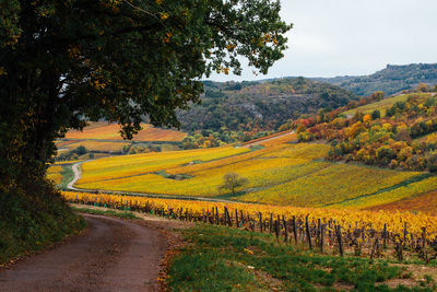 Scenic view of road amidst field against sky. scenic view of vineyards in autumn against sky. 