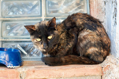 Close-up of cat sitting on window