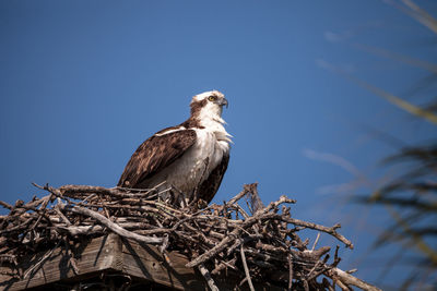 Male osprey bird pandion haliaetus in a nest high above the myakka river in sarasota, florida.