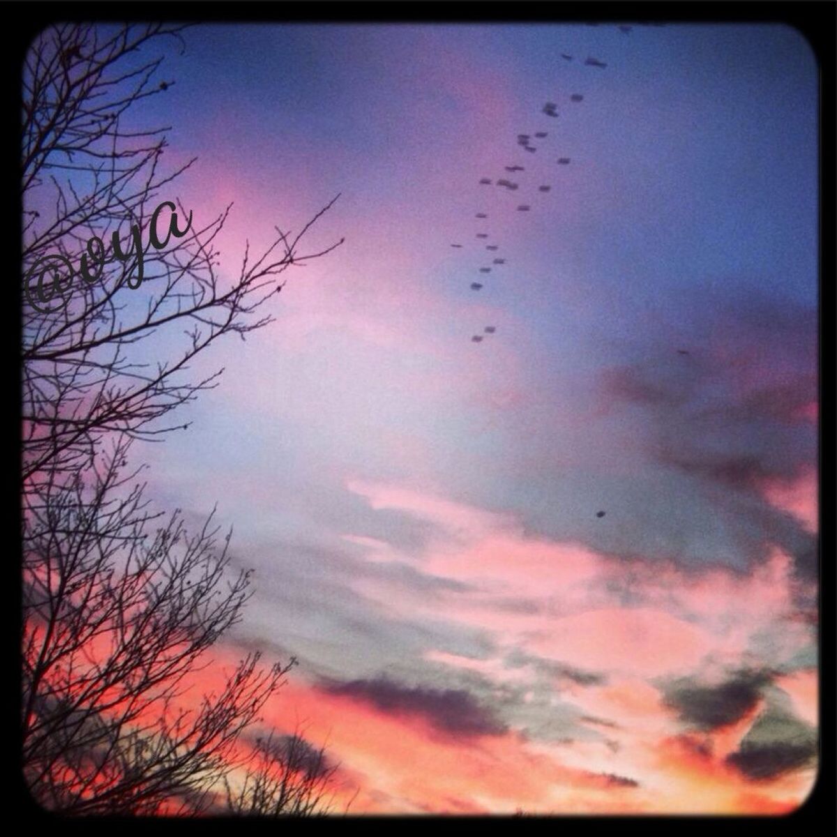 transfer print, sunset, sky, silhouette, auto post production filter, low angle view, bird, cloud - sky, beauty in nature, flying, scenics, orange color, nature, tranquility, tree, animal themes, wildlife, tranquil scene, cloud, bare tree