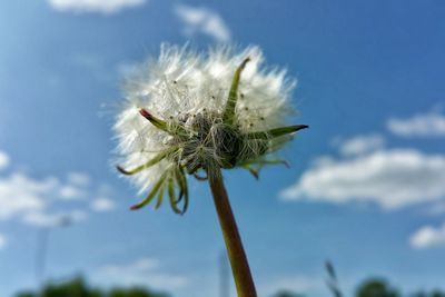 Close-up of dandelion flower