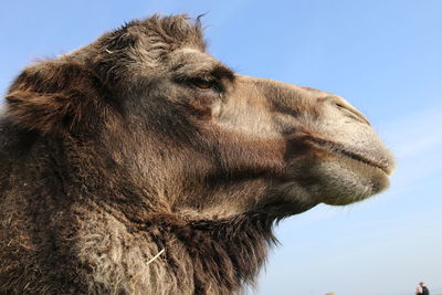 Close-up of a camel against clear sky