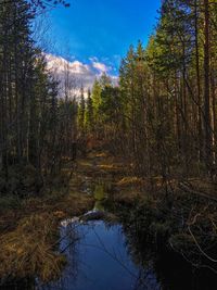 Scenic view of forest against sky