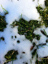 High angle view of frozen plants on field