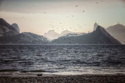 Birds flying over sea