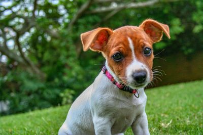 Portrait of puppy on field