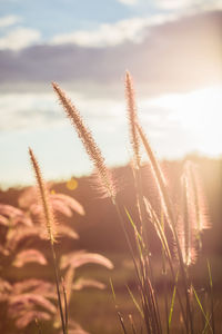Close-up of stalks in field against sunset sky