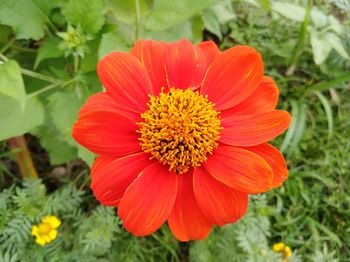 Close-up of orange flower blooming outdoors