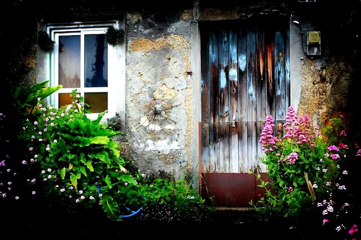 architecture, building exterior, built structure, window, house, door, residential structure, plant, residential building, closed, abandoned, weathered, old, growth, ivy, potted plant, day, entrance, damaged, no people