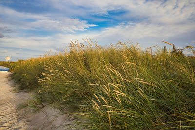 Plants growing on land against sky