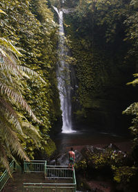 Scenic view of waterfall in forest