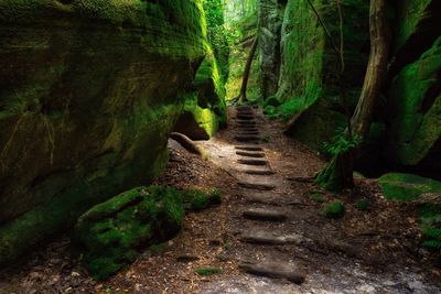 Footpath amidst rocks in forest