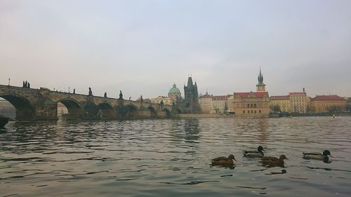 View of birds in water