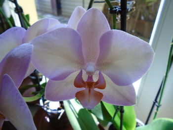 Close-up of flowers blooming outdoors