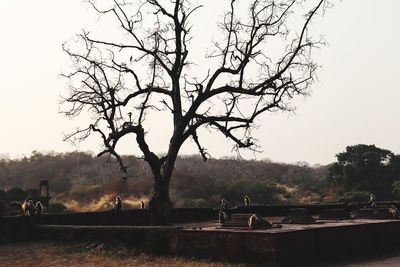 Bare trees on field against sky