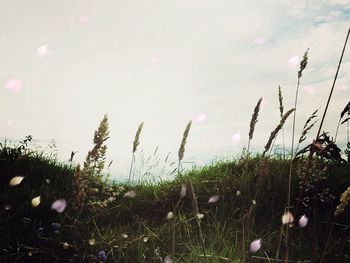 Close-up of flower tree against sky