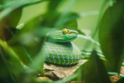 Close-up of lizard on leaf in zoo