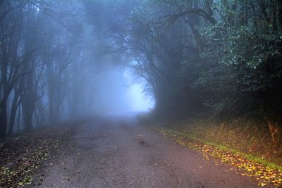 Road amidst trees in forest