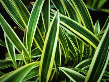 Close-up of fresh green plant