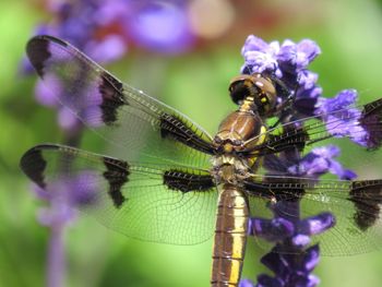 Close-up of dragonfly on purple flower