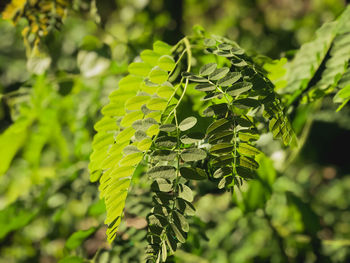 Close-up of green leaves on tree