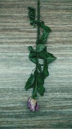 Close-up of ivy on plant