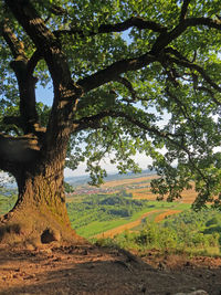 Trees on field against sky