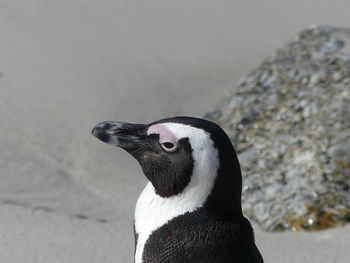 Close-up of a bird