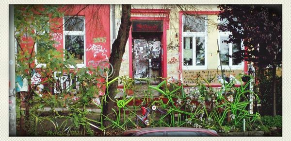 Plants growing by old building