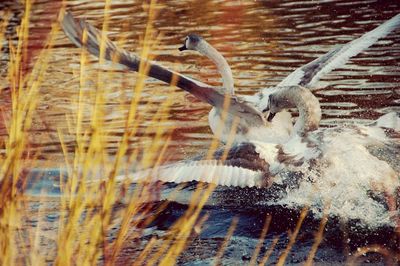 Close-up of birds in water