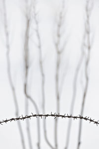 Barbed wire against a background of bare plants in winter