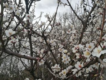 Low angle view of pink flowers blooming on tree