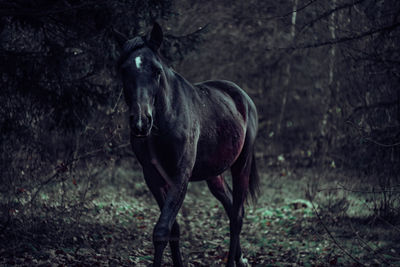 Horse standing in a field