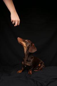 Close-up of hand holding dog over black background