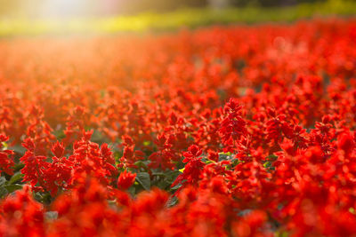 Close-up of red flowering plants on field