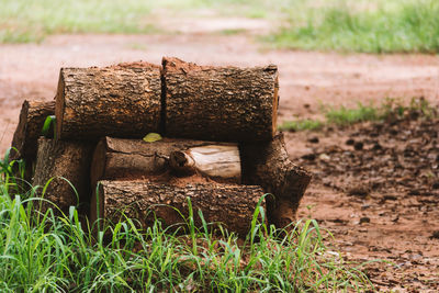 Stack of logs on field