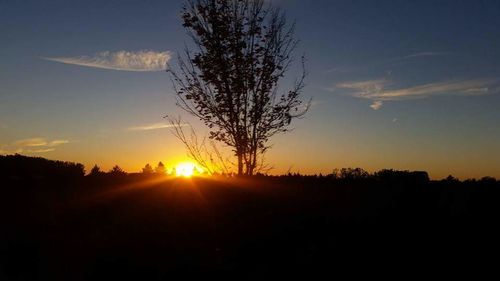 Silhouette of trees at sunset