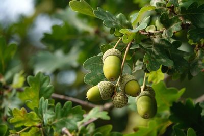 Close-up of nuts on tree